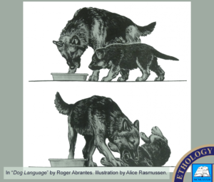 Canine Maternal Behavior (GSD mother and puppy)