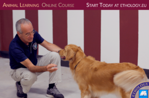Animal Learning