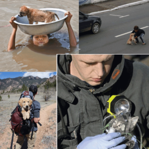 People Saving Animals