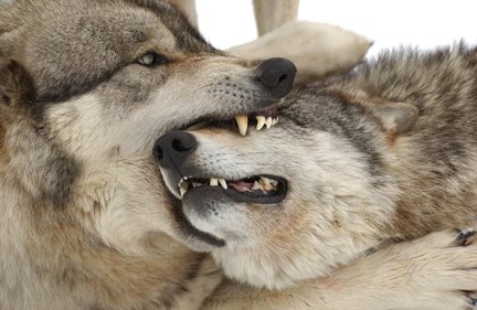 Damaging belief (WolfMuzzleGrab)