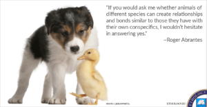 Can Animals of Different Species Bond like Conspecifics