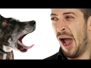 DogAndManYawning