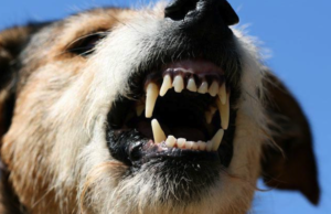 DogBarking2