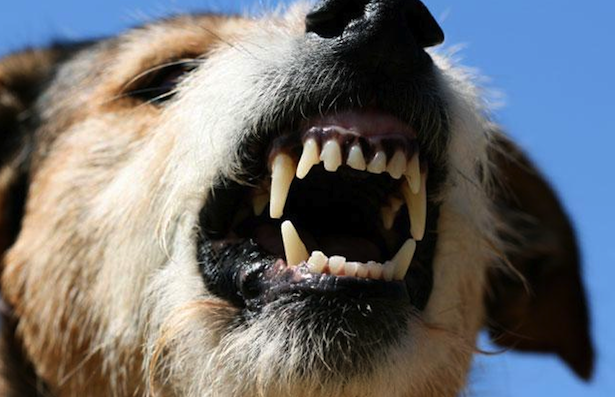 DogBarking2