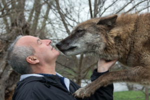 FriendlyWolfBehavior