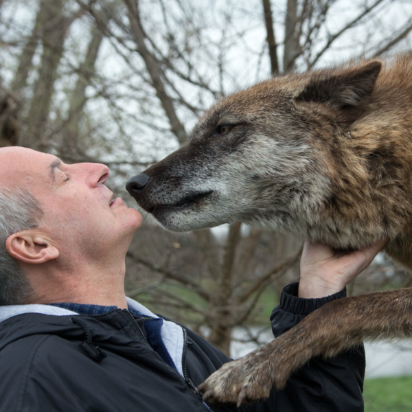 FriendlyWolfBehavior FriendlyWolfBehavior