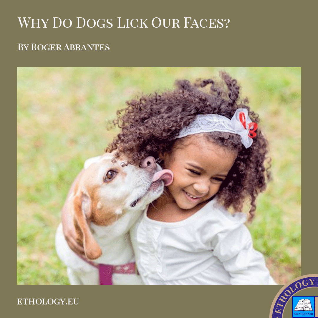 Why Do Dogs Lick Our Faces?