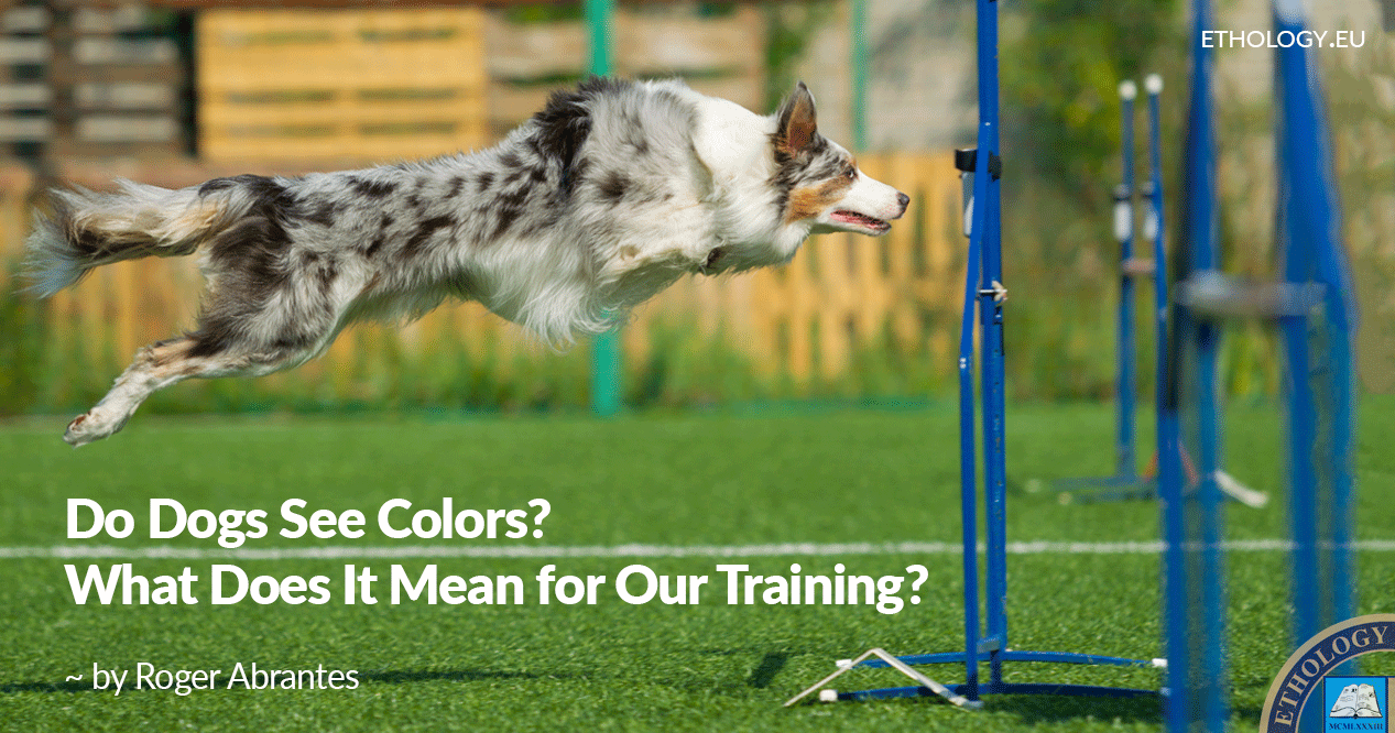 Do Dogs See Colors