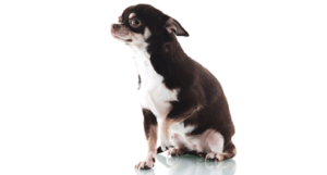 FearDog7