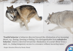 Fearful Behavior (The Making of a Definition)