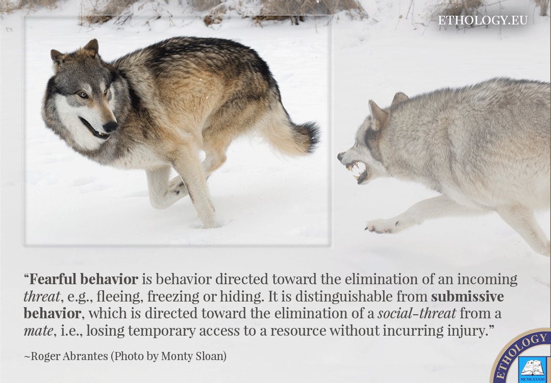 Fearful Behavior (The Making of a Definition)