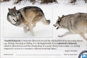 Fearful Behavior (The Making of a Definition)
