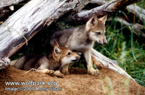 WolfCubsAtTheDen