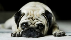 Cultural Differences Dogs