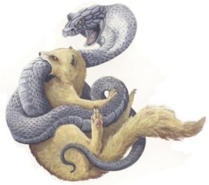 rikki-tikki-tavi