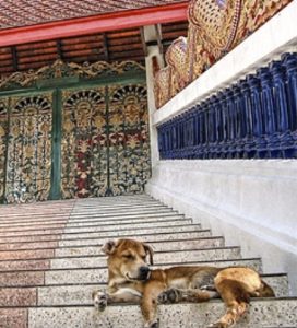 dogtemple