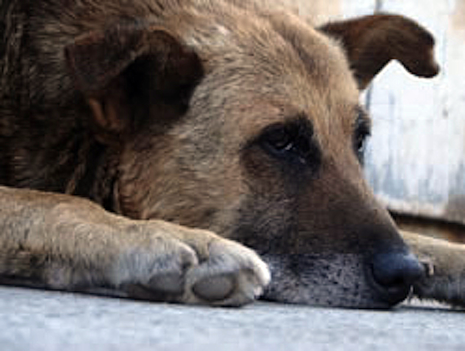 old-dog-1