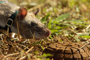ratbyxavierrossi