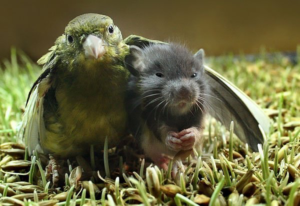 BirdMouseAlturism1