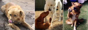 pacifyingbehaviorcanids1