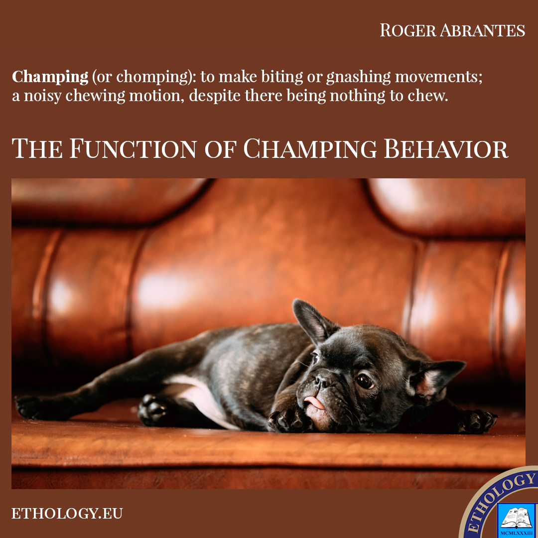 The Function of Champing Behavior