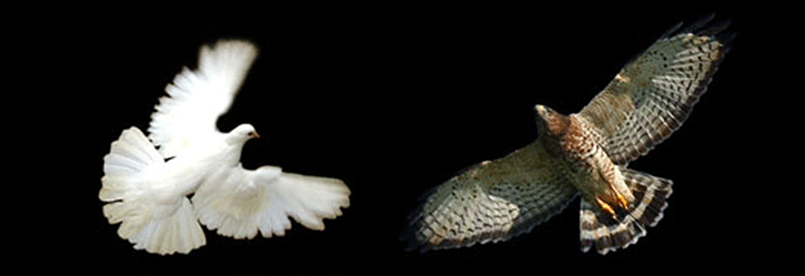 Evolutionarily Stable Strategies and Behavior (DovesAndHawks).