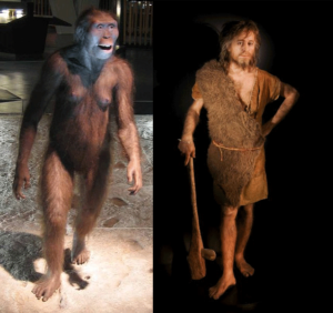 A-afarensis-H-sapiens