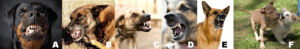 AggressiveBehaviorDogs