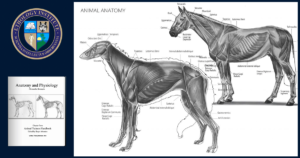 Anatomy&PhysiologyCourse