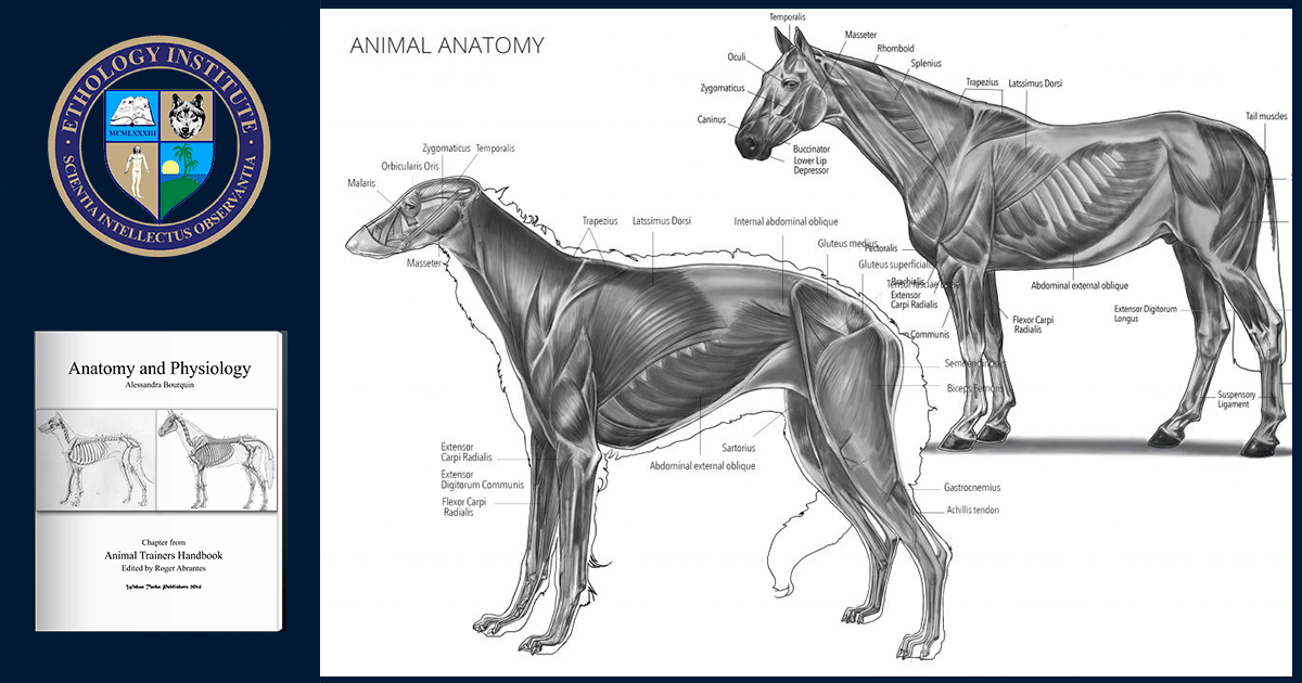 Anatomy&PhysiologyCourse