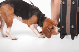 BeagleSearchesBag