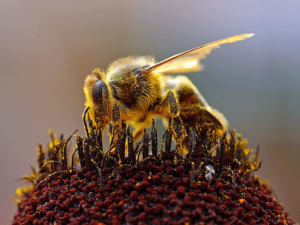 Bees-Collecting-Pollen
