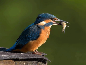 BirdFishing2