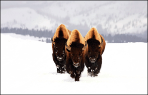 Bisons Kelly Pie