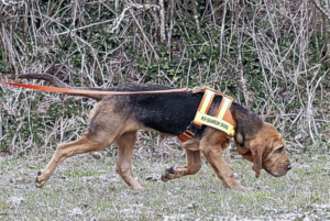 Bloodhound