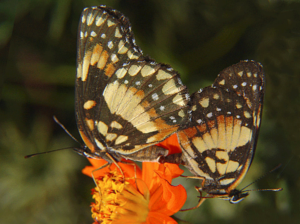 Butterflies mating