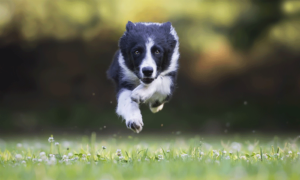 Border-collie-running