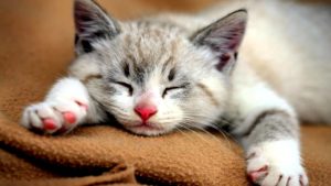 Cats-HD
