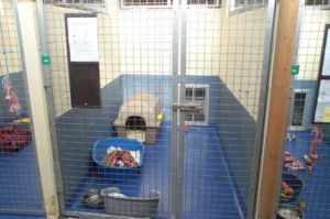 Cats Enclosure