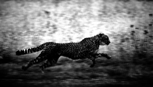 CheetahMotivation