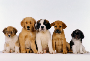 ChoiceOfPuppy