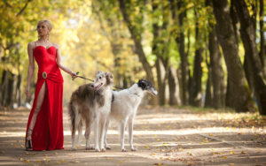 Classydogwalking