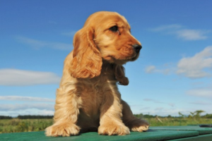 CockerPuppy