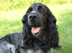 CockerSpanilePuppyLookingSt-YouWallpaperset