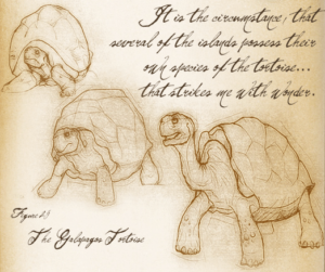 DarwinSecretNotebooksTortoise