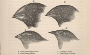 Darwin's Finches