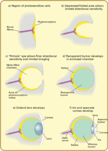 Diagram_of_eye_evolution