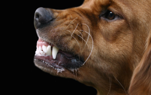 Dog-Snarling-e1415541588279