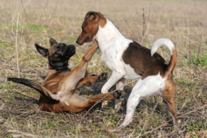 DogActivePassiveSubmissiveBehavior