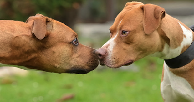 DogAggression5-Dogtime-com